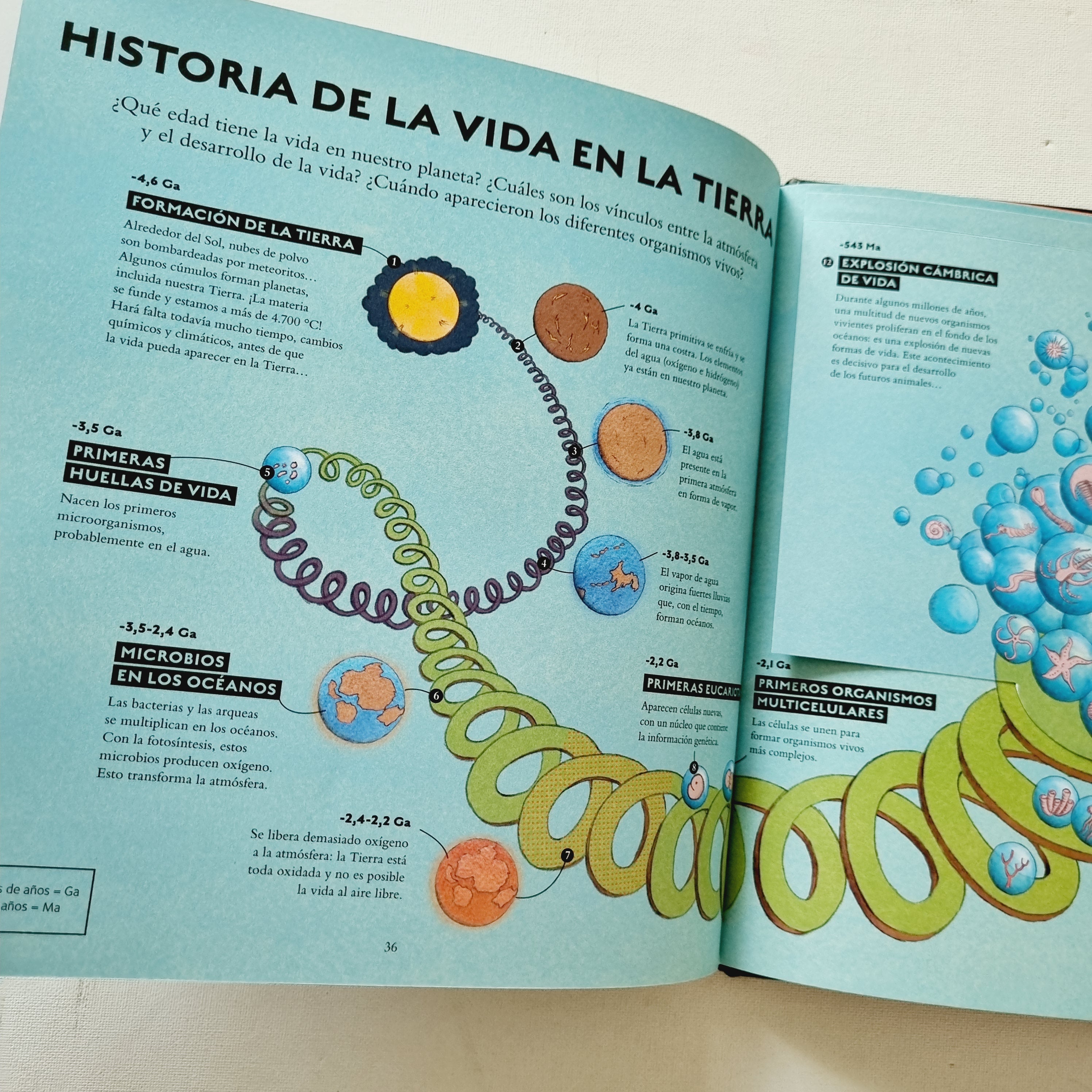 Vida Vida